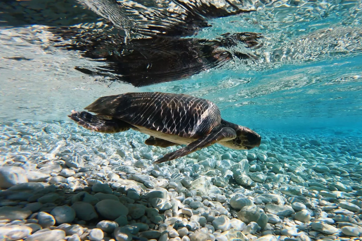 Kupnjom aluminijske boce za višekratnu uporabu pomažete spašavanju morskih kornjača