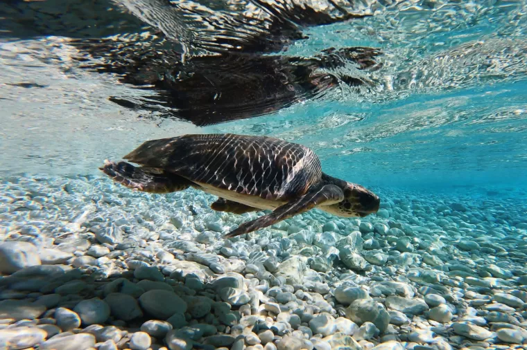 Kupnjom aluminijske boce za višekratnu uporabu pomažete spašavanju morskih kornjača