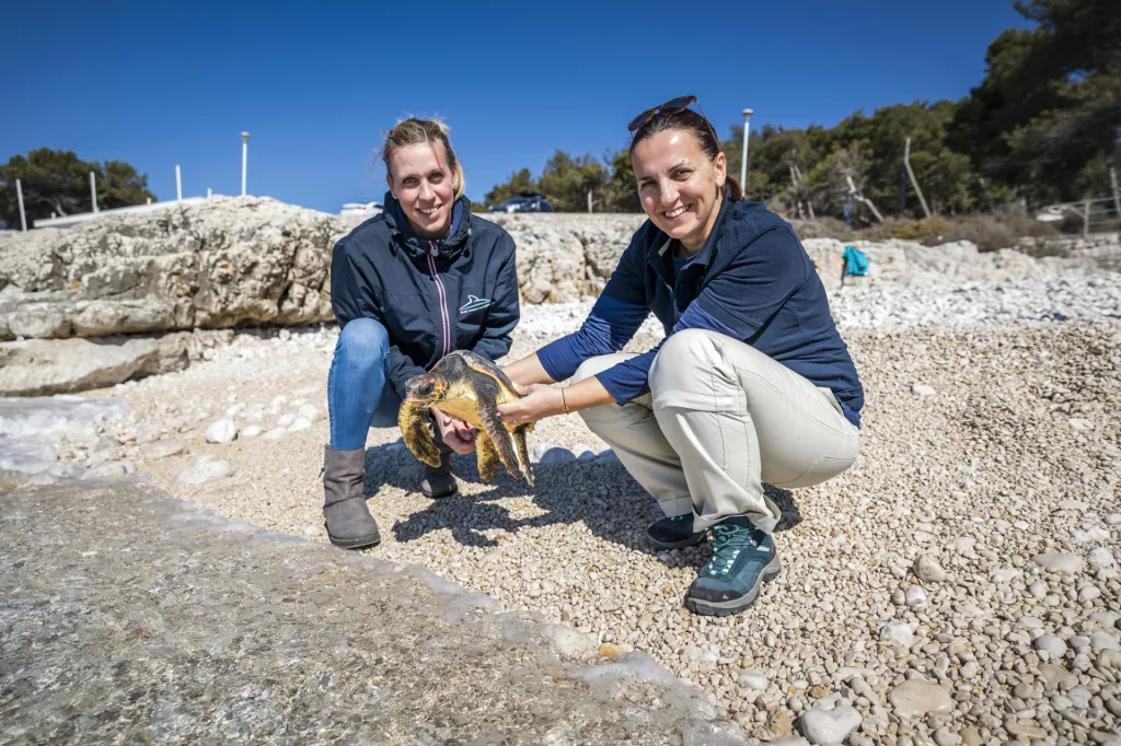 Kupnjom aluminijske boce za višekratnu uporabu pomažete spašavanju morskih kornjača