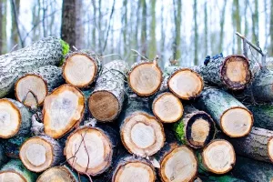 Zavalite se i testirajte svoju inteligenciju na briljantnom odgovoru Hrvatskih šuma