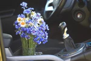 Cardening - Ljubitelji zelenila počeli uzgajati biljke u svojim automobilima