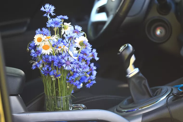 Cardening - Ljubitelji zelenila počeli uzgajati biljke u svojim automobilima