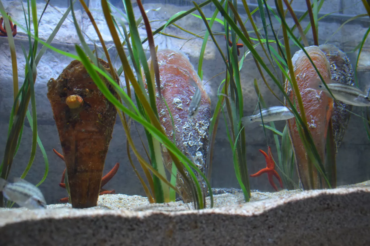 Gebrüder Weiss i Aquarium Pula zajedno za spas plemenite periske