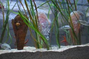 Gebrüder Weiss i Aquarium Pula zajedno za spas plemenite periske