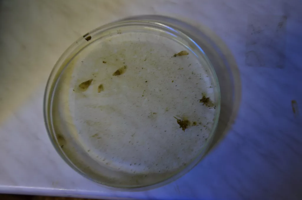 Gebrüder Weiss i Aquarium Pula zajedno za spas plemenite periske