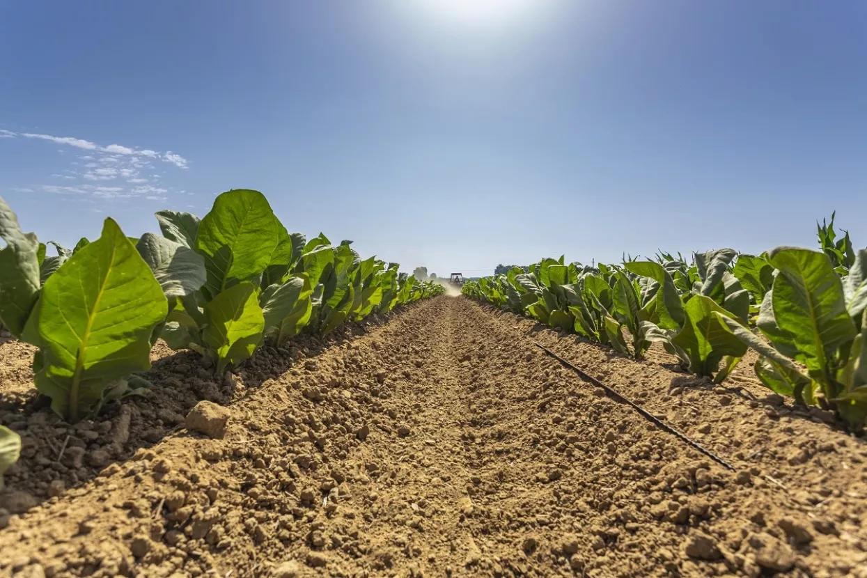 Hrvatski duhani d.d. &ndash; Ponuda za kupnju