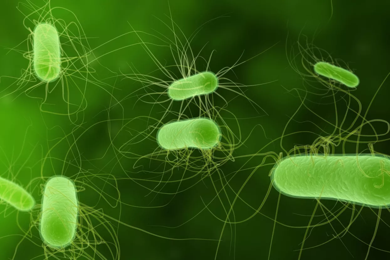 Bioračunalo od Escherichije coli može sva&scaron;ta