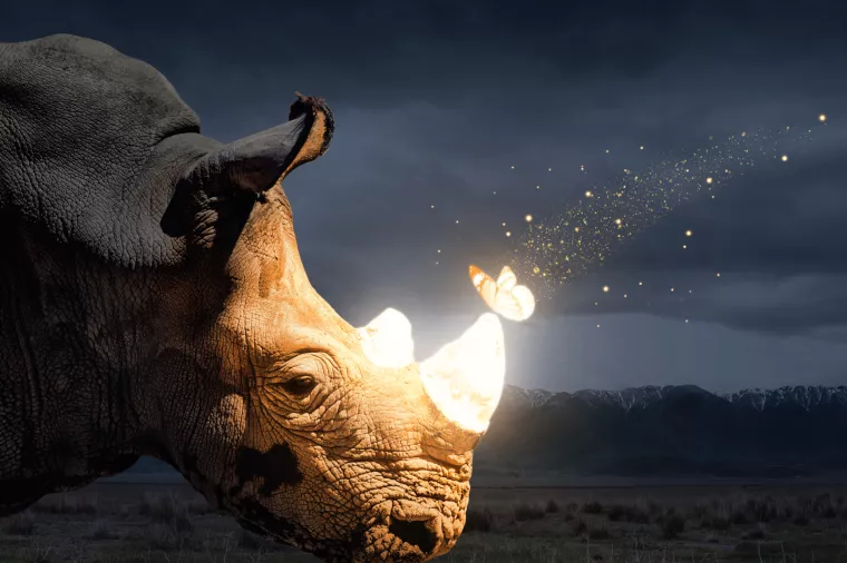 Lov na sive nosoroge - &lsquo;Ono smo što riskiramo&rsquo;