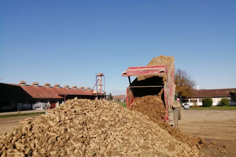Franck u Hrvatskoj preradio ukupno 1000 tona cikorije, izvoze ju na gotovo sva europska trži&scaron;ta