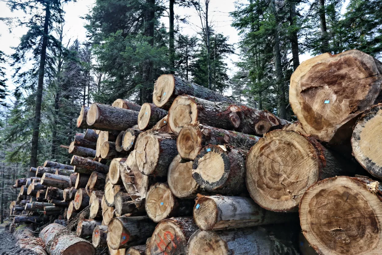 Sječe li se bespravno &scaron;uma? U dvije i pol godine bilo je vi&scaron;e od pet tisuća nadzora zbog kr&scaron;enja propisa