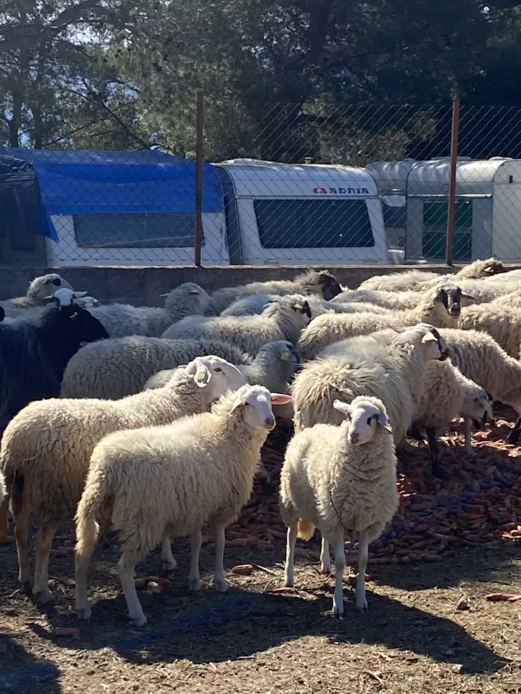 Mladi dalmatinski poljoprivrednik Ivan Majica planira ulagati u mehanizaciju jer je radna snaga &#39;skupa, a neučinkovita&#39;