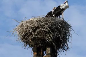 Inate se Slavonija, Baranja, Srijem i Podravina: Ulagače ipak ne donose rode
