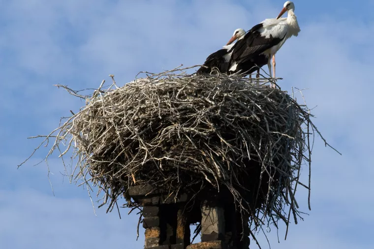 Inate se Slavonija, Baranja, Srijem i Podravina: Ulagače ipak ne donose rode