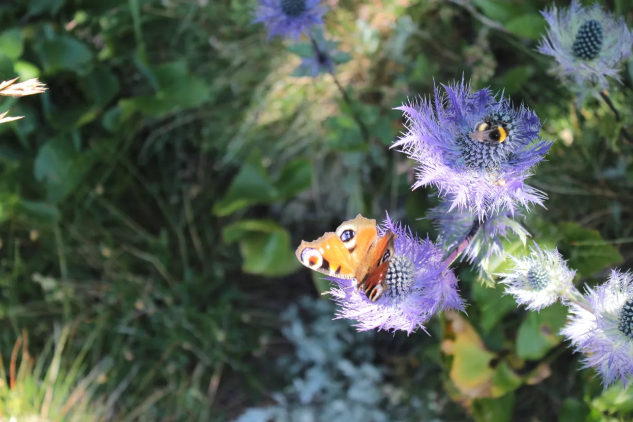 Gestalt praktičar u organizacijama &ndash; Novi program Centra IGW Zagreb