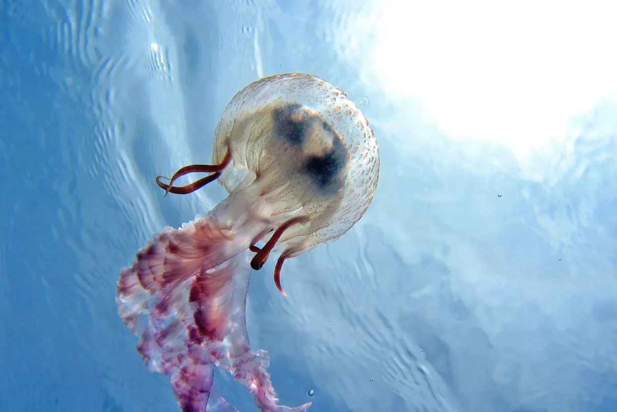 Invazija traje: Okupatori osvajaju Jadran