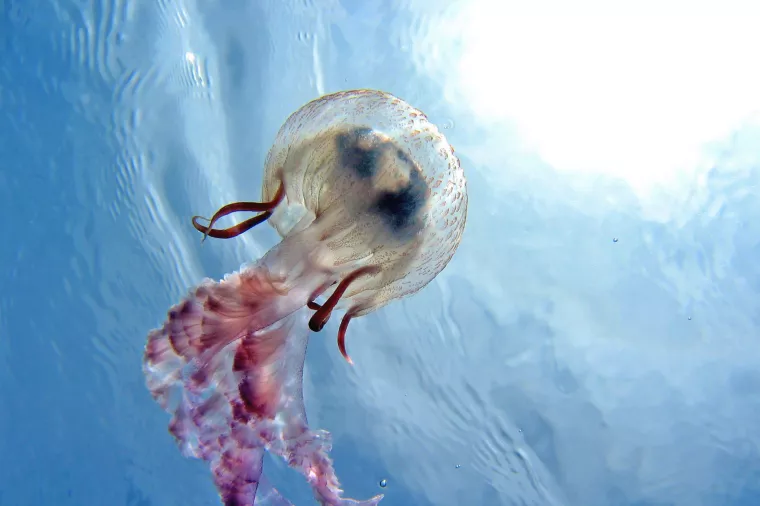 Invazija traje: Okupatori osvajaju Jadran