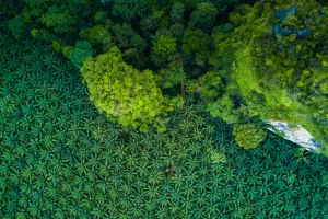 Indonezija zabranila izvoz palmina ulja, Britanci u trgovini mogu kupiti tek tri litre jestivog ulja