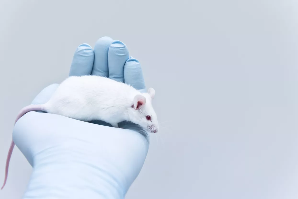 Pokusi na životinjama: Bolje krepat kao europski miš nego kao Muskov majmun