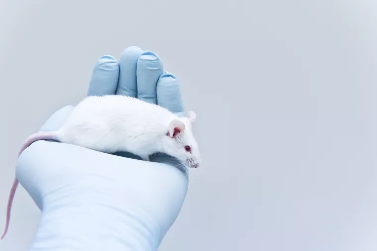 Pokusi na životinjama: Bolje krepat kao europski miš nego kao Muskov majmun