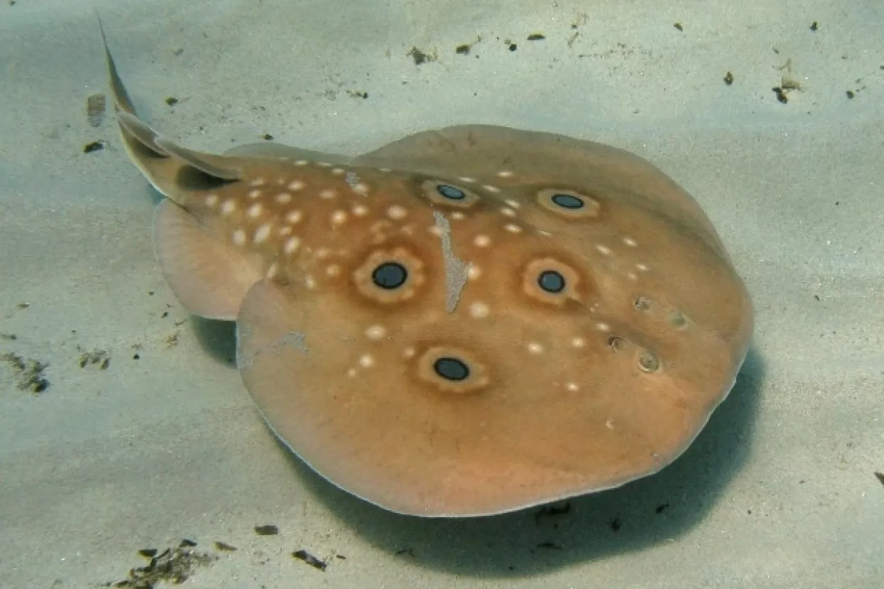 Nije čovjek ni drhtulja ni jegulja, ali mogao bi postati bolji od litija