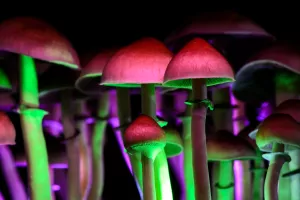 Ulagači na tripu: Zamirisale lude gljive