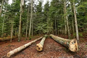 Proizvodnja drva 4,7 posto manja, cijene 2,3 posto više