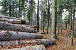 NOVA SIROVINSKA ZAMKA: Jačanje drvne industrije i novi načini primjene drva vode u &#39;drvnu krizu&#39;