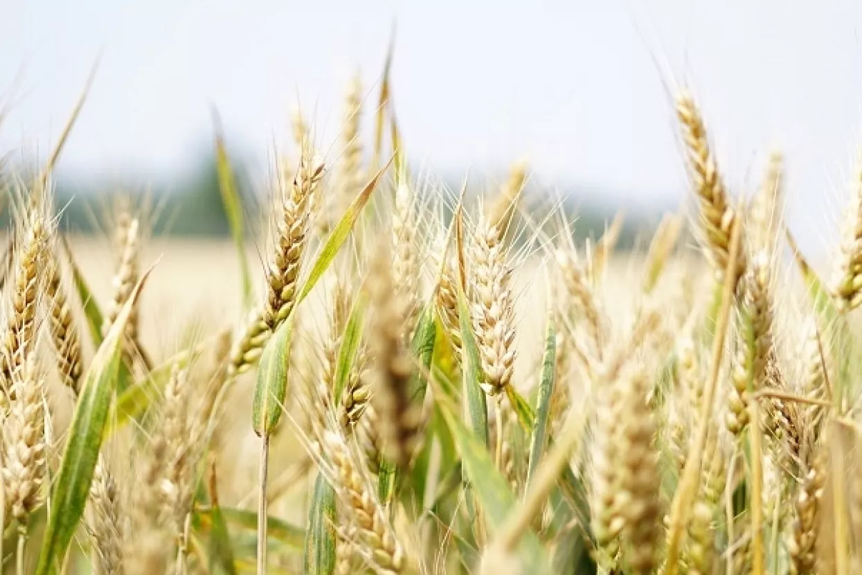 Cijena pšenice mogla bi zbog rata porasti i do 34 posto - FAO/OECD