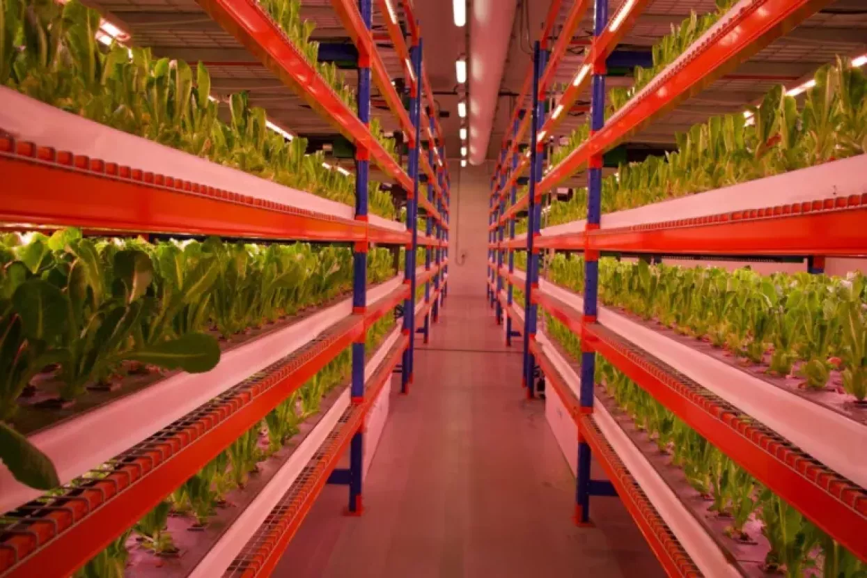 U najvećoj svjetskoj uspravnoj farmi raste zelenjava