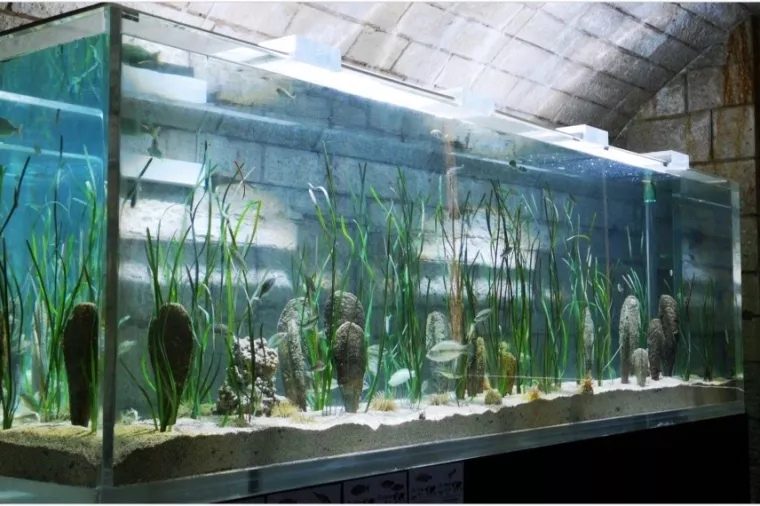 Gebrüder Weiss nastavlja aktivnosti za spas plemenitih periski u Hrvatskoj