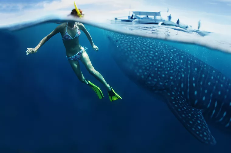 Prikupljanje podataka: Najmoćnije oružje protiv nemani još je ipak građanska znanost