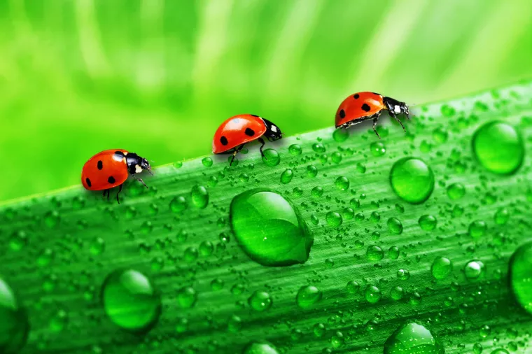 Ne ubiju li nas brza hrana i brza moda, mogle bi vojske žaba i bubamara