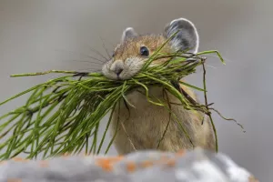 Dekodira se jezik životinja