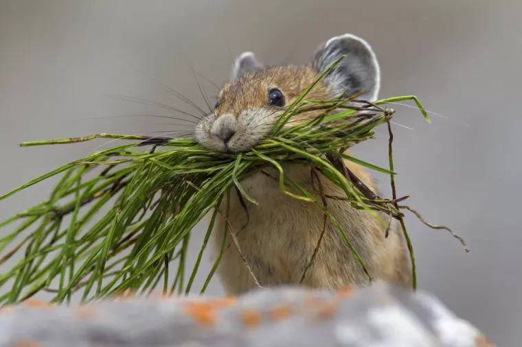 Dekodira se jezik životinja