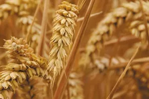 Visoke cijene brašna ne prate trend pada cijene pšenice