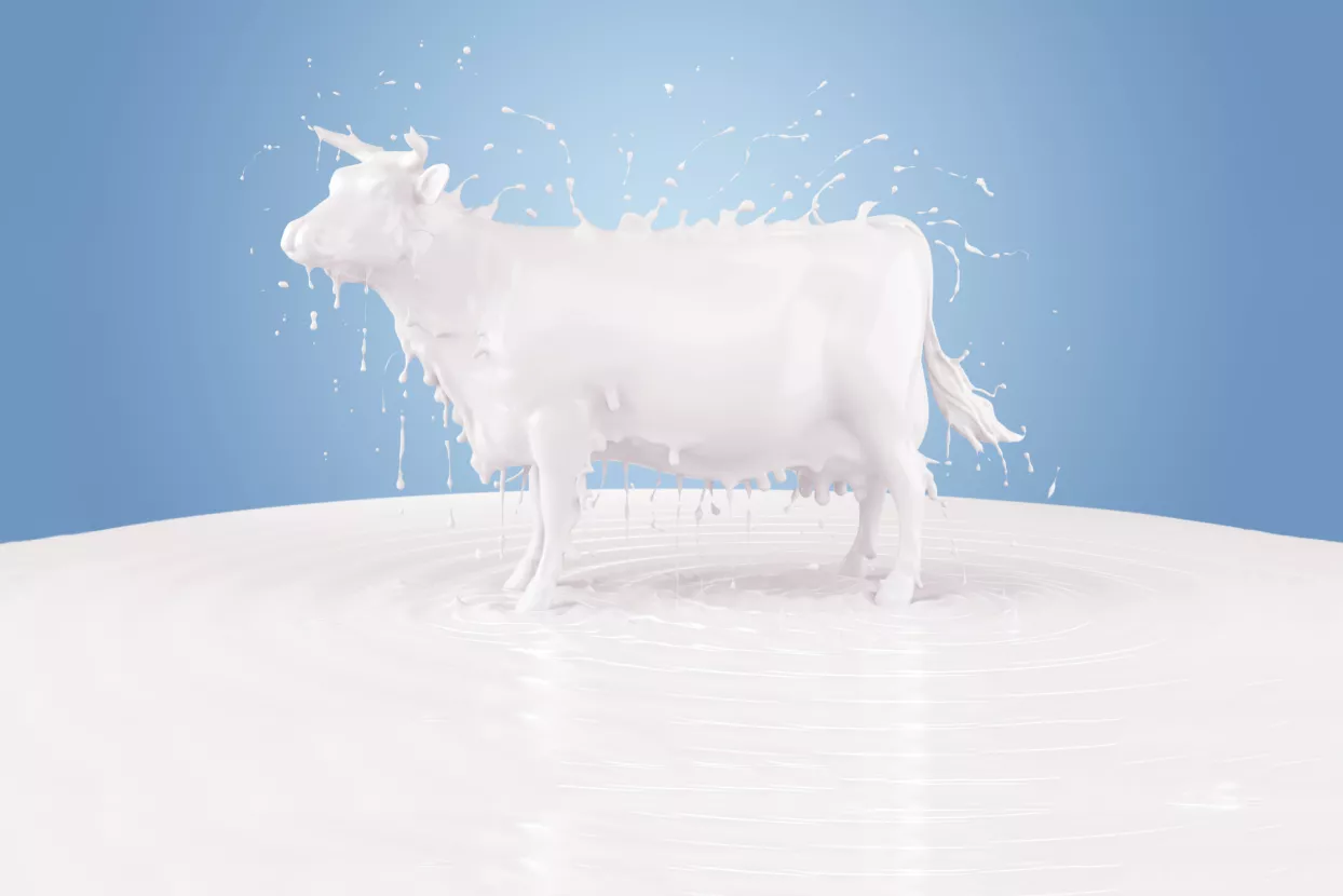 Uzgojite kravu muzaru