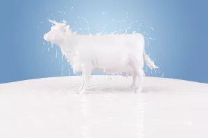 Uzgojite kravu muzaru