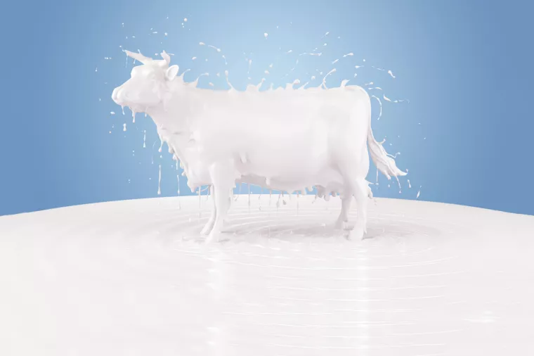 Uzgojite kravu muzaru