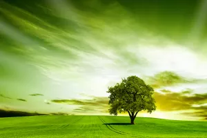 Sedam lekcija vozača Kire: Drvo planira u stogodišnjem razdoblju