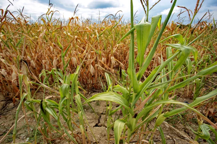 Ministrica Vučković najavila izvanrednu mjeru vrijednu oko 200 milijuna kuna