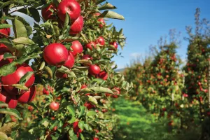Drugi biznis: Poduzetnici otkrivaju potencijal domaće poljoprivrede