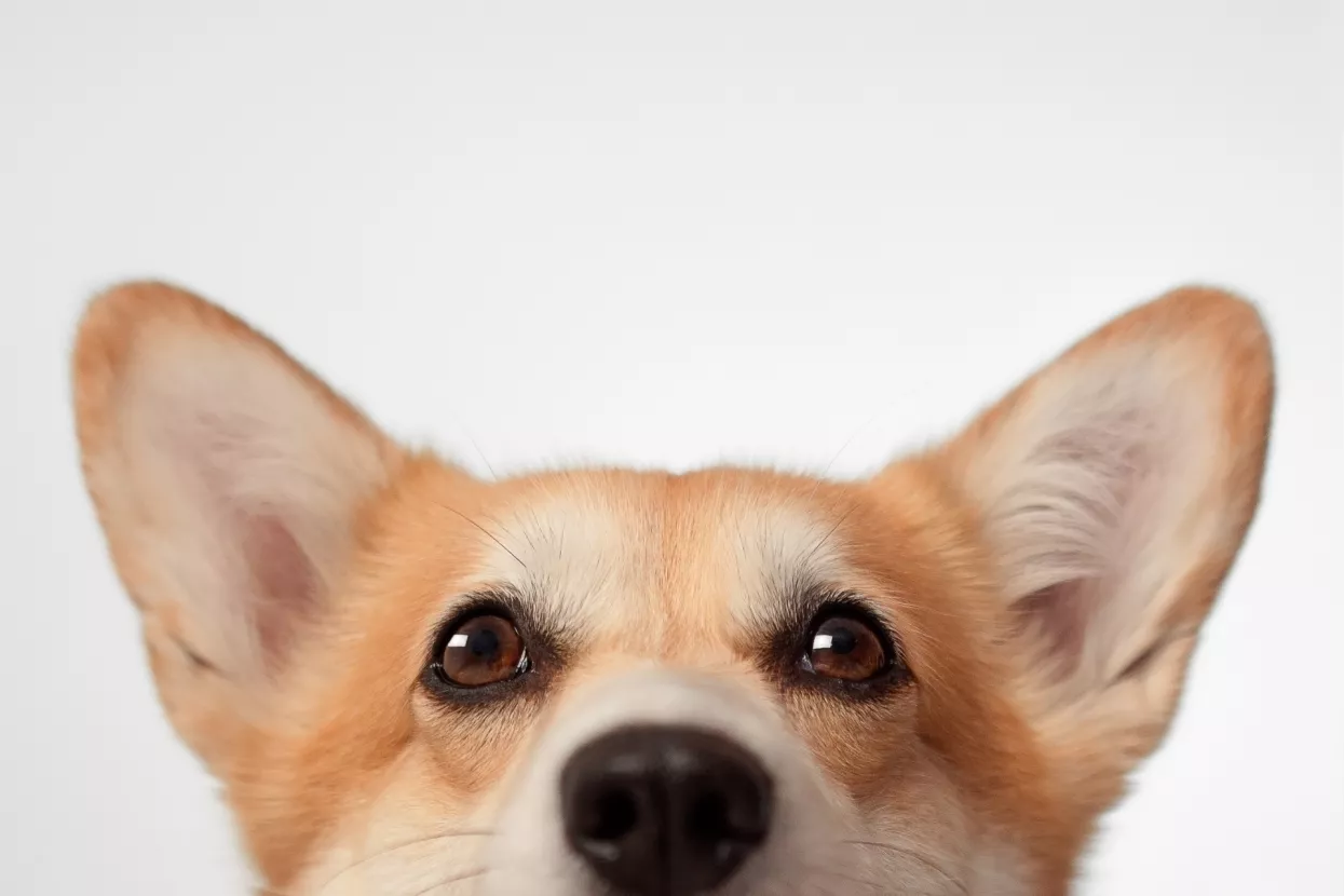 Nakon smrti kraljice Elizabete II porasla cijena, ali i prodaja &ndash; korgija