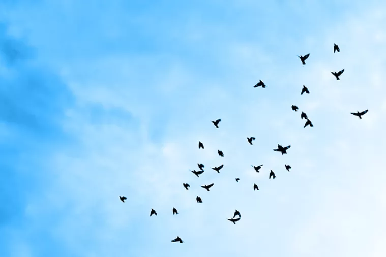 Birds flying in the blue sky.<br>cijene lete u nebo, leteći, ptice, nebo