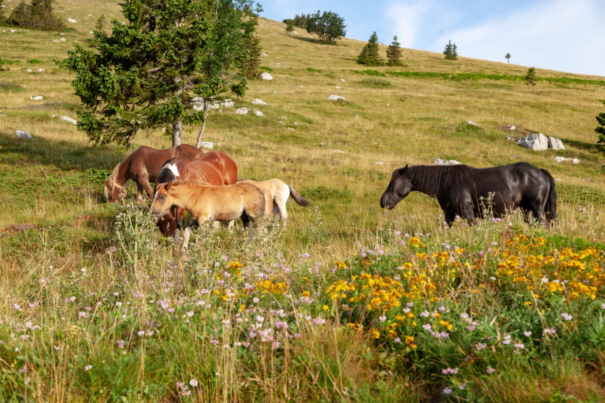 Konji, Lika, Hrvatska