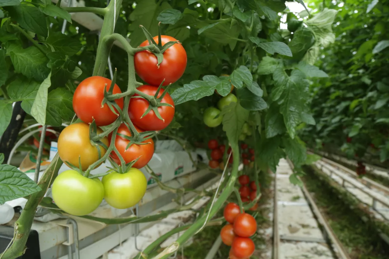 tvrtka Zarja, Sveta Nedelja, Rajska, uzgoj rajčica, staklenik, poljoprivreda