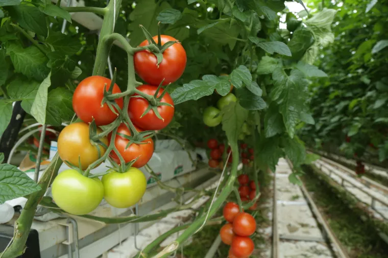 tvrtka Zarja, Sveta Nedelja, Rajska, uzgoj rajčica, staklenik, poljoprivreda