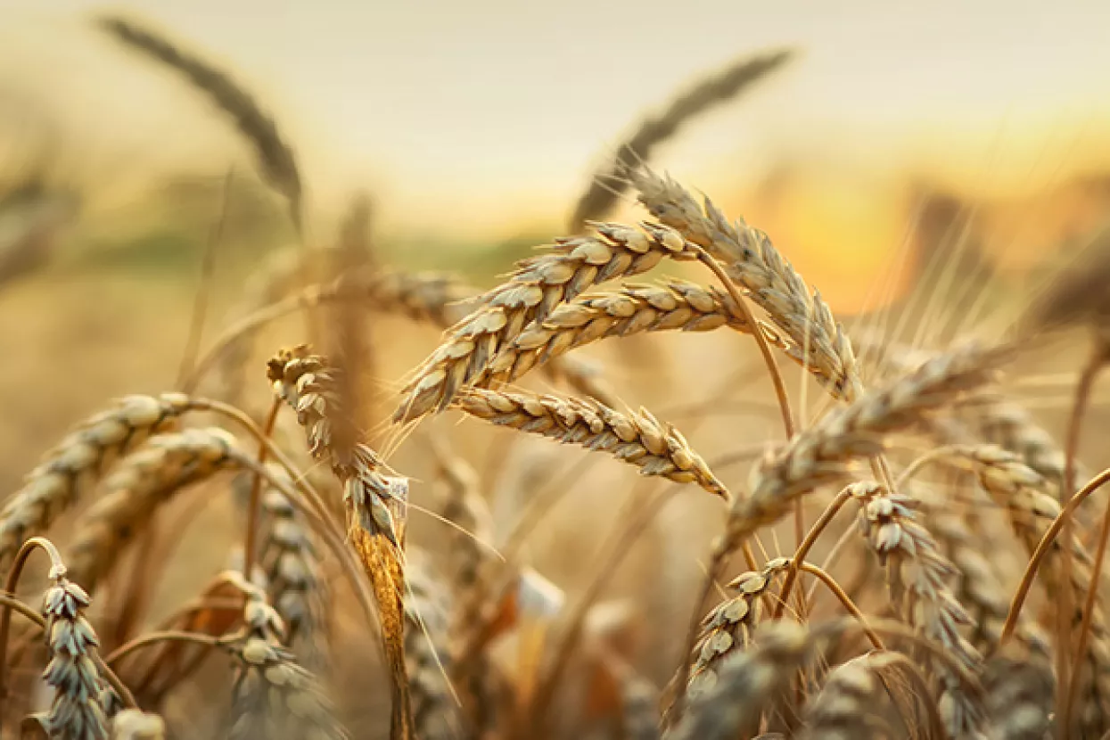 Ukupni izvoz agri roba iz Rusije u 2023. nadmašit će rekordni iz 2018. godine