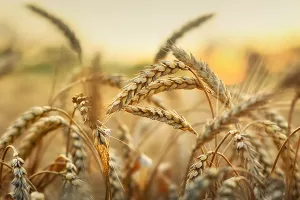 Ukupni izvoz agri roba iz Rusije u 2023. nadmašit će rekordni iz 2018. godine