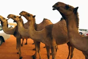 Novo trži&scaron;te: U Dubaiju cvate biznis kloniranja deva