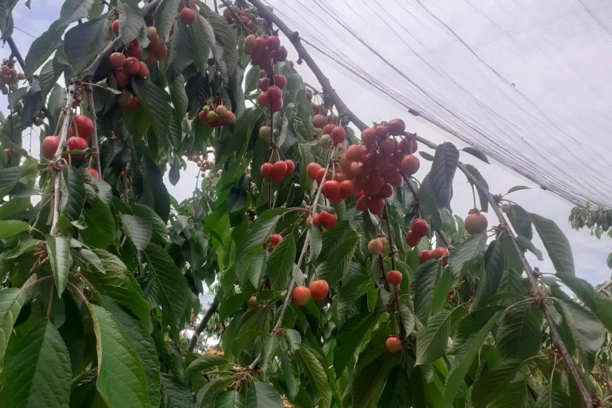 Trešnja, drvo, voće